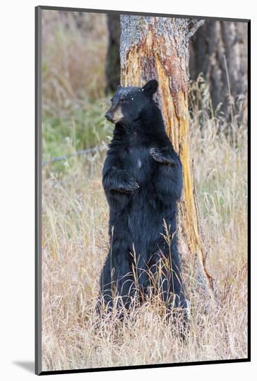 USA, Wyoming, Yellowstone National Park, Black Bear Scratching on Lodge Pole Pine-Elizabeth Boehm-Mounted Photographic Print
