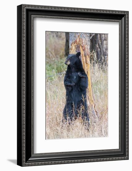 USA, Wyoming, Yellowstone National Park, Black Bear Scratching on Lodge Pole Pine-Elizabeth Boehm-Framed Photographic Print