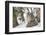 USA, Wyoming, Yellowstone National Park, Bobcat Resting under Conifer Tree-Elizabeth Boehm-Framed Photographic Print