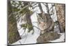 USA, Wyoming, Yellowstone National Park, Bobcat Resting under Conifer Tree-Elizabeth Boehm-Mounted Photographic Print