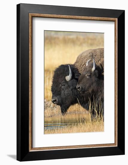 USA, Wyoming. Yellowstone National Park, bull Bison tends a cow along the Firehole River.-Elizabeth Boehm-Framed Photographic Print
