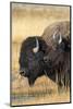 USA, Wyoming. Yellowstone National Park, bull Bison tends a cow along the Firehole River.-Elizabeth Boehm-Mounted Photographic Print