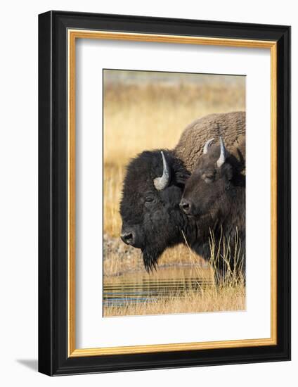 USA, Wyoming. Yellowstone National Park, bull Bison tends a cow along the Firehole River.-Elizabeth Boehm-Framed Photographic Print