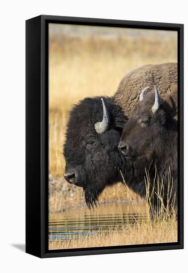 USA, Wyoming. Yellowstone National Park, bull Bison tends a cow along the Firehole River.-Elizabeth Boehm-Framed Premier Image Canvas