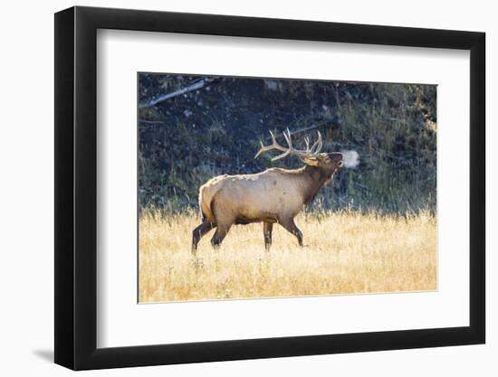 USA, Wyoming, Yellowstone National Park, Bull elk bugles in the crisp autumn air.-Elizabeth Boehm-Framed Photographic Print