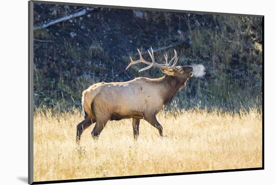 USA, Wyoming, Yellowstone National Park, Bull elk bugles in the crisp autumn air.-Elizabeth Boehm-Mounted Photographic Print