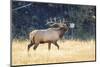USA, Wyoming, Yellowstone National Park, Bull elk bugles in the crisp autumn air.-Elizabeth Boehm-Mounted Photographic Print