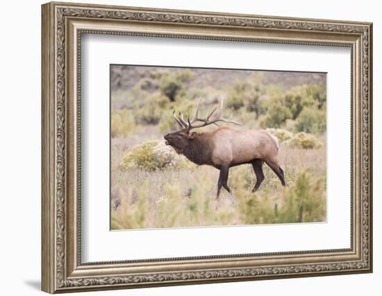 USA, Wyoming, Yellowstone National Park, Bull Elk Bugling in Rabbitbrush Meadow-Elizabeth Boehm-Framed Photographic Print