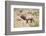 USA, Wyoming, Yellowstone National Park, Bull Elk Bugling in Rabbitbrush Meadow-Elizabeth Boehm-Framed Photographic Print