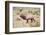 USA, Wyoming, Yellowstone National Park, Bull Elk Bugling in Rabbitbrush Meadow-Elizabeth Boehm-Framed Photographic Print