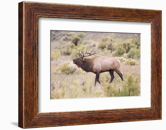 USA, Wyoming, Yellowstone National Park, Bull Elk Bugling in Rabbitbrush Meadow-Elizabeth Boehm-Framed Photographic Print