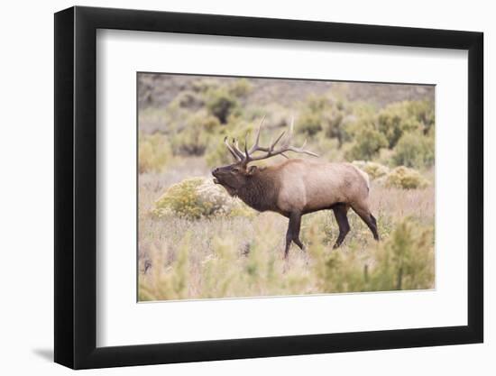 USA, Wyoming, Yellowstone National Park, Bull Elk Bugling in Rabbitbrush Meadow-Elizabeth Boehm-Framed Photographic Print