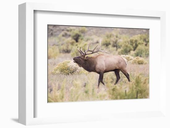 USA, Wyoming, Yellowstone National Park, Bull Elk Bugling in Rabbitbrush Meadow-Elizabeth Boehm-Framed Photographic Print