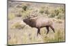 USA, Wyoming, Yellowstone National Park, Bull Elk Bugling in Rabbitbrush Meadow-Elizabeth Boehm-Mounted Photographic Print