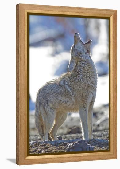 USA, Wyoming, Yellowstone National Park, Coyote Howling on Winter Morning-Elizabeth Boehm-Framed Premier Image Canvas