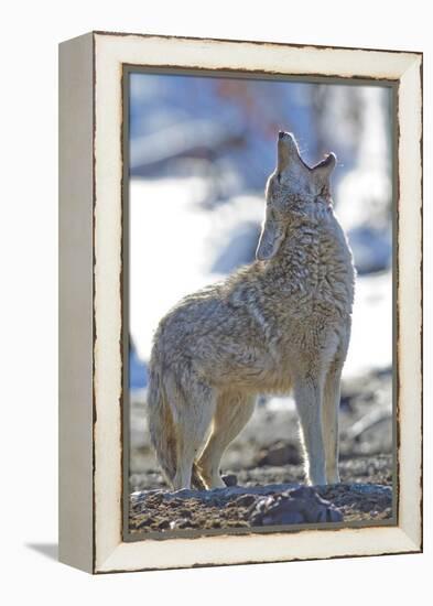 USA, Wyoming, Yellowstone National Park, Coyote Howling on Winter Morning-Elizabeth Boehm-Framed Premier Image Canvas