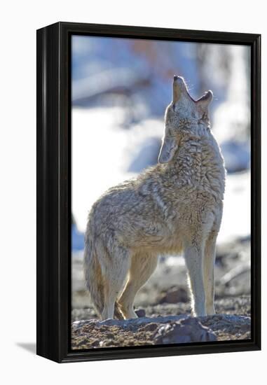 USA, Wyoming, Yellowstone National Park, Coyote Howling on Winter Morning-Elizabeth Boehm-Framed Premier Image Canvas