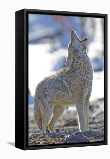 USA, Wyoming, Yellowstone National Park, Coyote Howling on Winter Morning-Elizabeth Boehm-Framed Premier Image Canvas