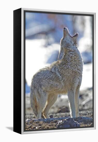 USA, Wyoming, Yellowstone National Park, Coyote Howling on Winter Morning-Elizabeth Boehm-Framed Premier Image Canvas