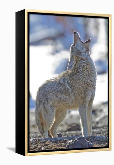 USA, Wyoming, Yellowstone National Park, Coyote Howling on Winter Morning-Elizabeth Boehm-Framed Premier Image Canvas