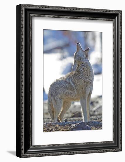USA, Wyoming, Yellowstone National Park, Coyote Howling on Winter Morning-Elizabeth Boehm-Framed Premium Photographic Print