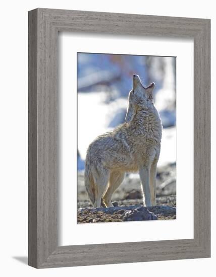 USA, Wyoming, Yellowstone National Park, Coyote Howling on Winter Morning-Elizabeth Boehm-Framed Photographic Print