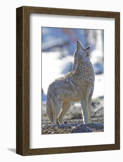 USA, Wyoming, Yellowstone National Park, Coyote Howling on Winter Morning-Elizabeth Boehm-Framed Photographic Print