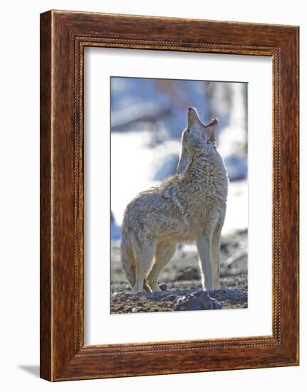 USA, Wyoming, Yellowstone National Park, Coyote Howling on Winter Morning-Elizabeth Boehm-Framed Photographic Print