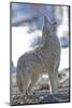 USA, Wyoming, Yellowstone National Park, Coyote Howling on Winter Morning-Elizabeth Boehm-Mounted Photographic Print