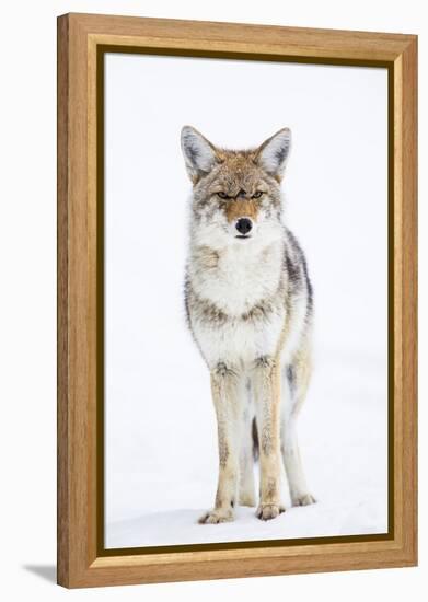 USA, Wyoming, Yellowstone National Park, Coyote in Snow-Elizabeth Boehm-Framed Premier Image Canvas