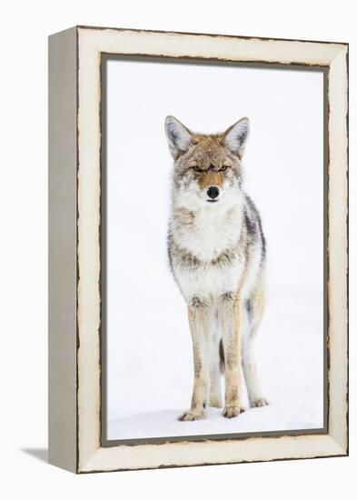 USA, Wyoming, Yellowstone National Park, Coyote in Snow-Elizabeth Boehm-Framed Premier Image Canvas