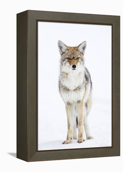 USA, Wyoming, Yellowstone National Park, Coyote in Snow-Elizabeth Boehm-Framed Premier Image Canvas