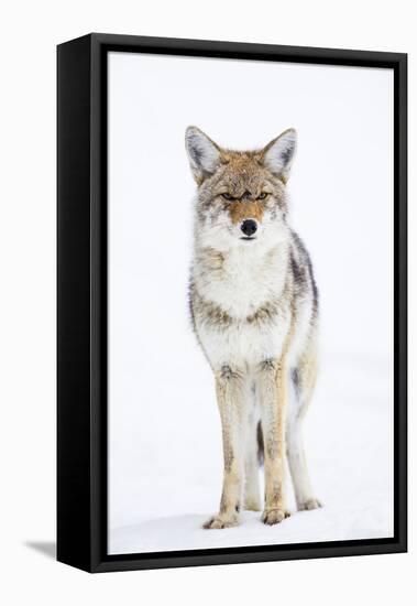 USA, Wyoming, Yellowstone National Park, Coyote in Snow-Elizabeth Boehm-Framed Premier Image Canvas