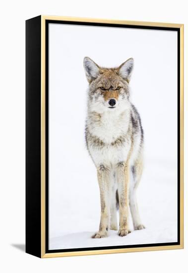 USA, Wyoming, Yellowstone National Park, Coyote in Snow-Elizabeth Boehm-Framed Premier Image Canvas