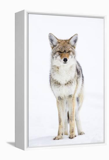 USA, Wyoming, Yellowstone National Park, Coyote in Snow-Elizabeth Boehm-Framed Premier Image Canvas