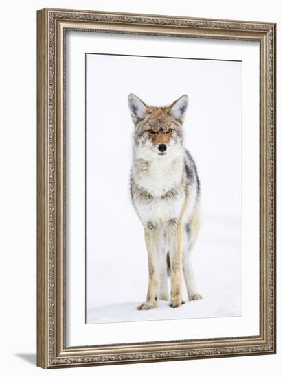 USA, Wyoming, Yellowstone National Park, Coyote in Snow-Elizabeth Boehm-Framed Photographic Print