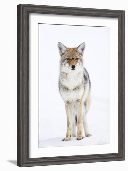 USA, Wyoming, Yellowstone National Park, Coyote in Snow-Elizabeth Boehm-Framed Photographic Print