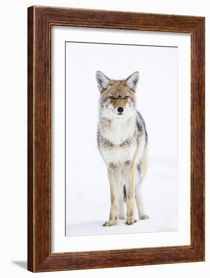 USA, Wyoming, Yellowstone National Park, Coyote in Snow-Elizabeth Boehm-Framed Photographic Print