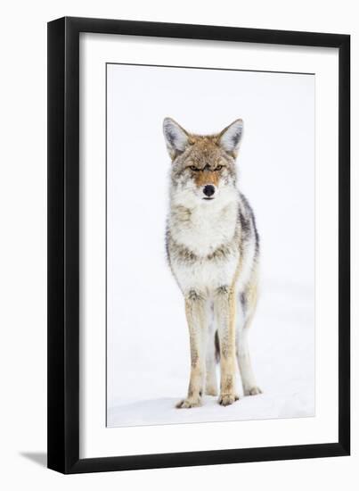 USA, Wyoming, Yellowstone National Park, Coyote in Snow-Elizabeth Boehm-Framed Photographic Print