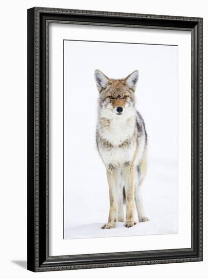 USA, Wyoming, Yellowstone National Park, Coyote in Snow-Elizabeth Boehm-Framed Photographic Print