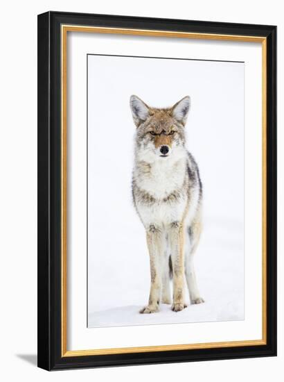 USA, Wyoming, Yellowstone National Park, Coyote in Snow-Elizabeth Boehm-Framed Photographic Print