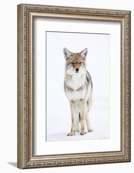 USA, Wyoming, Yellowstone National Park, Coyote in Snow-Elizabeth Boehm-Framed Photographic Print