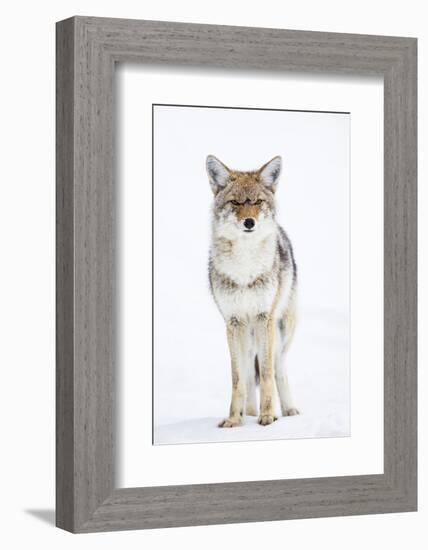 USA, Wyoming, Yellowstone National Park, Coyote in Snow-Elizabeth Boehm-Framed Photographic Print