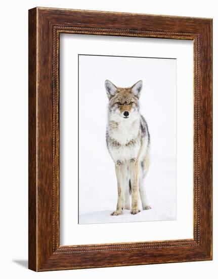 USA, Wyoming, Yellowstone National Park, Coyote in Snow-Elizabeth Boehm-Framed Photographic Print