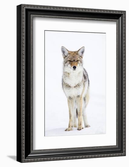 USA, Wyoming, Yellowstone National Park, Coyote in Snow-Elizabeth Boehm-Framed Photographic Print