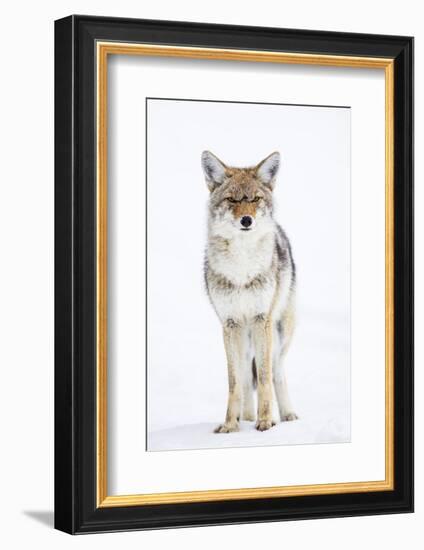 USA, Wyoming, Yellowstone National Park, Coyote in Snow-Elizabeth Boehm-Framed Photographic Print