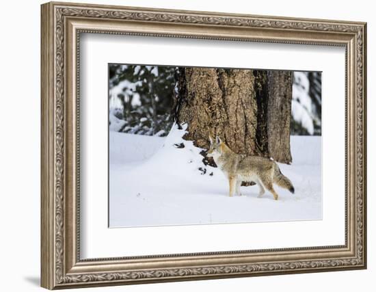USA, Wyoming. Yellowstone National Park, coyote walks through the snow in winter.-Elizabeth Boehm-Framed Photographic Print