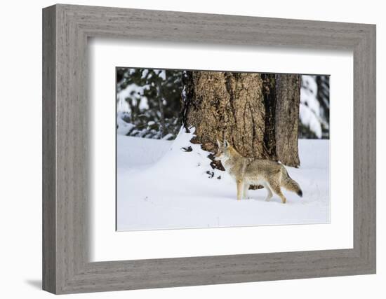 USA, Wyoming. Yellowstone National Park, coyote walks through the snow in winter.-Elizabeth Boehm-Framed Photographic Print