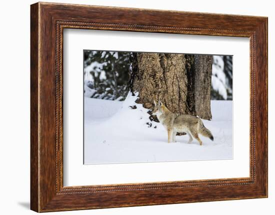 USA, Wyoming. Yellowstone National Park, coyote walks through the snow in winter.-Elizabeth Boehm-Framed Photographic Print