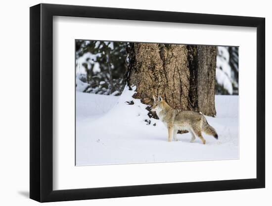 USA, Wyoming. Yellowstone National Park, coyote walks through the snow in winter.-Elizabeth Boehm-Framed Photographic Print